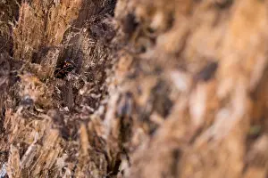 Bilder Datiert 15. März 2020: Makrobild eines Insekts in Deutschland.