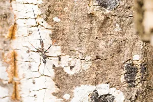 Mai Drucke: Makrobild eines Insekts in Deutschland.