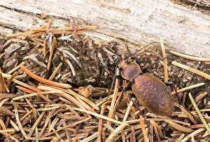 Bilder Datiert 2. April 2020: Großaufnahme eines Insekts in Deutschland.
