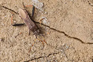Bilder Datiert 18. März 2020: Makrobild eines Insekts in Deutschland.