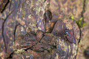 German Flora And Fauna Photos Drucke: Macro image of an insect in Germany