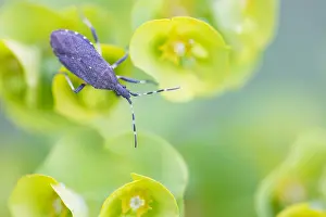 Bilder Datiert 17. Mai 2020: Makrobild eines Insekts in Deutschland.