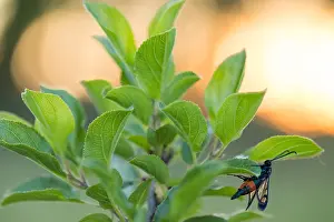 Macro Insect Images Drucke: Macro image of an insect in Germany