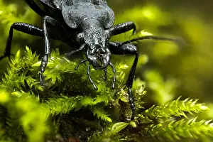Bilder Datiert 24. Mai 2020: Makrobild einer Insekten in Deutschland.