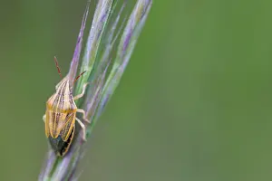 Bilder Datiert 4. Mai 2020: Makrobild eines Insekts in Deutschland.