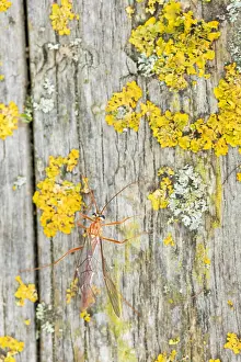 Lower Saxony Flora And Fauna Drucke: Macro image of an insect in Germany