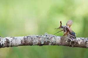 Bilder Datiert 8. Mai 2020: Makrobild eines Insekts in Deutschland.
