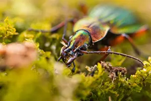 Bilder Datiert 15. März 2020: Makrobild eines Insekts in Deutschland.