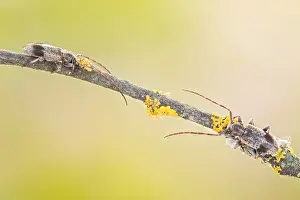 Mai Drucke: Großaufnahme eines Insekts in Deutschland.