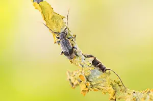 Mai Drucke: Makrobild eines Insekts in Deutschland.