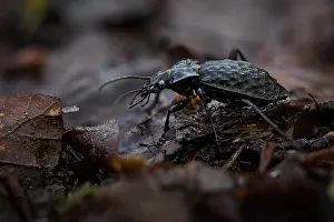 Bilder Datiert 24. Mai 2020: Großaufnahme eines Insekts in Deutschland