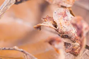 Bilder Datiert 18. März 2020: Großaufnahme eines Insekts in Deutschland.
