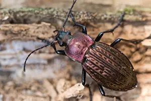 Makrobild eines Insekts in Deutschland.