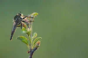 Mai Drucke: Makrobild eines Insekts in Deutschland.