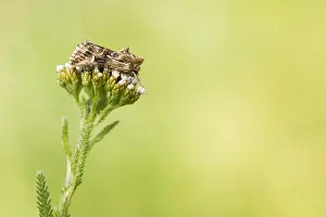 Mai Drucke: Makrobild eines Insekts in Deutschland.