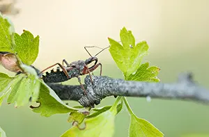 European Fauna And Flora Drucke: Macro image of an insect in Germany