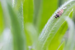 Bilder Datiert 4. Mai 2020: Makrobild eines Insekts in Deutschland.