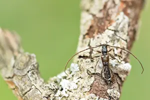 Bilder Datiert 29. Mai 2020: Großaufnahme eines Insekts in Deutschland.