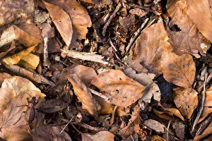 Makrobild eines Insekts in Deutschland.