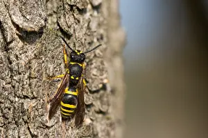 Makrobild eines Insekts in Deutschland.