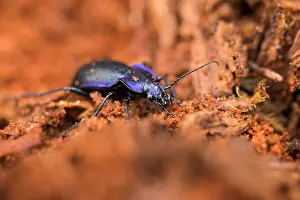 European Flora And Fauna Drucke: Macro image of an insect in Germany