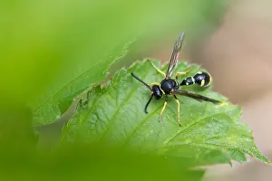 European Fauna And Flora Drucke: Macro image of an insect in Germany