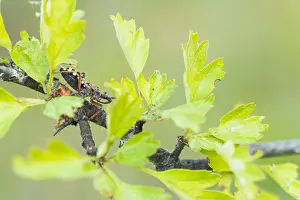 Mai Drucke: Makrobild eines Insekts in Deutschland.