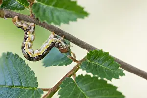 Baden Wurttemberg Nature Images Drucke: Macro image of an insect in Germany