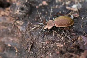 Germany Wildlife Images Drucke: Macro image of an insect in Germany