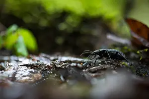 Bilder Datiert 24. Mai 2020: Makrobild eines Insekts in Deutschland.