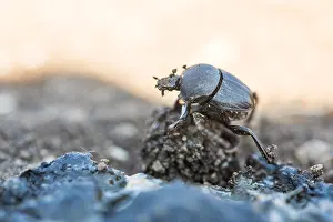 Bilder Datiert 7. Mai 2020: Makrobild eines Insekts in Deutschland.