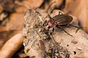 Macro Wildlife Photography Drucke: Macro image of an insect in Germany