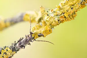 Mai Drucke: Makrobild eines Insekts in Deutschland.