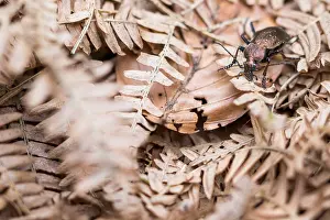 März Drucke: Makrobild eines Insekts in Deutschland.