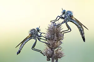 Bilder Datiert 7. Mai 2020: Makrobild eines Insekts in Deutschland.