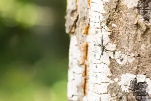 Mai Drucke: Makrobild eines Insekts in Deutschland.