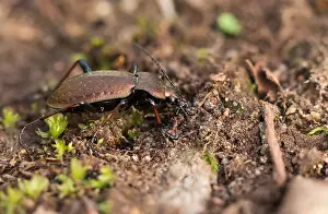 Macro Nature Photography Drucke: Macro image of an insect in Germany