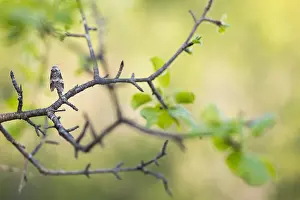 Bilder Datiert 8. Mai 2020: Großaufnahme eines Insekts in Deutschland.
