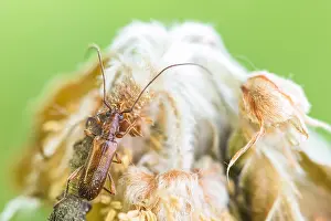 Bilder Datiert 30. Mai 2020: Makrobild eines Insekts in Deutschland.
