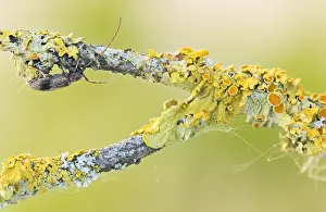 German Flora And Fauna Images Drucke: Macro image of an insect in Germany