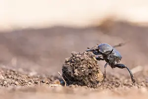 Bilder Datiert 7. Mai 2020: Großaufnahme eines Insekts in Deutschland.