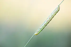 Mai Drucke: Großaufnahme eines Insekts in Deutschland.