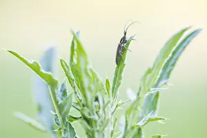 Baden Wurttemberg Wildlife Drucke: Macro image of an insect in Germany