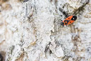 Makrobild eines Insekts in Deutschland.