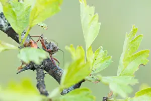 Mai Drucke: Großaufnahme eines Insekts in Deutschland.