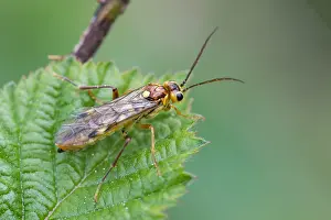 Bilder Datiert 4. Mai 2020: Makrobild eines Insekts in Deutschland.