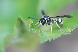 Baden Wurttemberg Wildlife Drucke: Macro image of an insect in Germany
