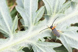 Bilder Datiert 9. Mai 2020: Makrobild eines Insekts in Deutschland.
