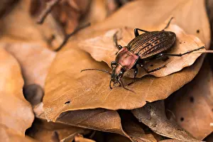 Makrobild eines Insekts in Deutschland.