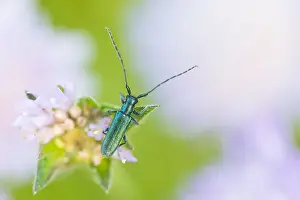 Bilder Datiert 17. Mai 2020: Makrobild eines Insekts in Deutschland.